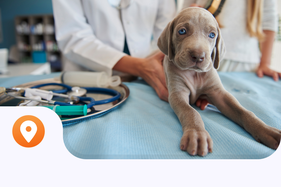 Servicios para mascotas